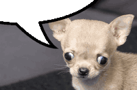 a small chihuahua dog with a speech bubble above its head