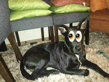 a black dog with googly eyes is laying on the floor