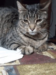 a close up of a cat laying on a blanket