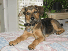 a brown and black dog laying on a bed with a tag that says ' shepherd '