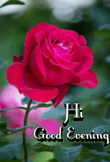 a red rose with the words hi good evening written below it