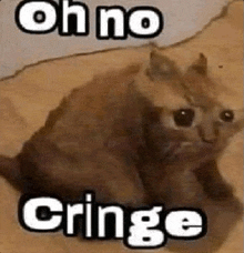 a cat is sitting on the floor with the words `` oh no cringe '' written next to it .