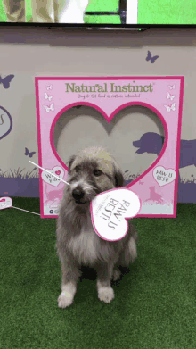 a dog holding a sign that says " paw is best "