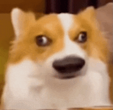 a close up of a corgi dog looking at the camera with a surprised look on its face .