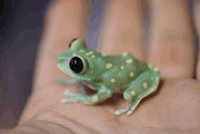 a close up of a person holding a small green frog in their hand .