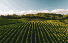 an aerial view of a lush green vineyard surrounded by trees