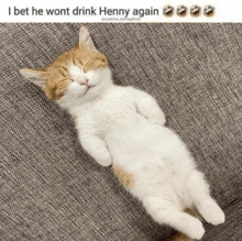 a cat is laying on its back on a couch with a caption that says " i bet he wont drink henny again "