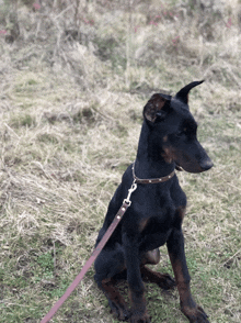 a black dog with a brown collar is sitting on a leash