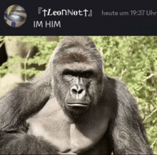 a picture of a gorilla with the time of 19:37 on the bottom