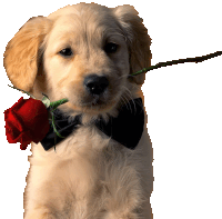 a puppy wearing a bow tie has a red rose in its mouth