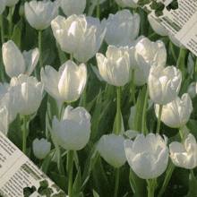 a bunch of white tulips are surrounded by green leaves and a newspaper article about them