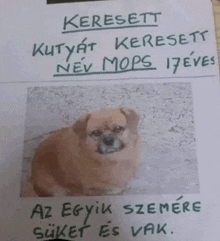 a poster with a picture of a dog and the words " keresett kutyat keresett nev mops 17eves "