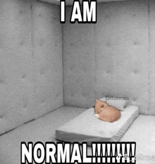 a cat is laying on a bed in a room with a caption that says `` i am normal '' .