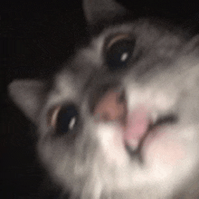 a close up of a cat 's face with its tongue out and looking at the camera .