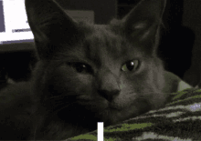 a close up of a cat laying on a green and white blanket