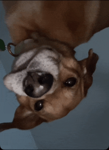 a close up of a dog 's face with its mouth open