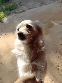 a person is holding a small dog 's paw in their hand