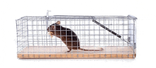 a mouse is sitting in a wire cage with a piece of wood in its mouth .