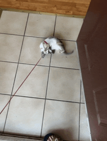 a cat on a leash laying on a tile floor next to a door