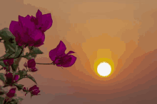 a sunset with purple flowers in the foreground and the sun in the background