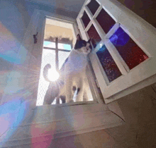 a black and white cat is standing in a window with the sun shining through it