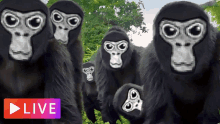 a group of gorillas are standing next to each other with a play button in the corner