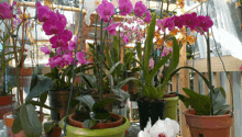 a bunch of orchids in pots with one that says ' orchids ' on it