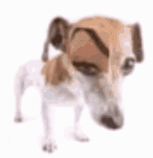 a small brown and white dog with a mustache on its face .