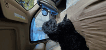 a black dog laying in the driver 's seat of a car looking out the window