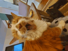 a cat yawning with its mouth open in front of a laptop