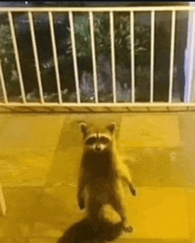 a raccoon is standing on its hind legs in front of a balcony .