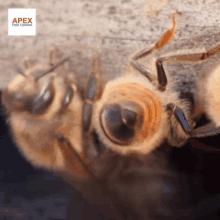 a close up of a bee with an apex pest control logo