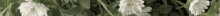 a blurry picture of tall grass with a green background