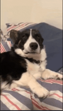 a black and white dog laying on a bed with striped sheets