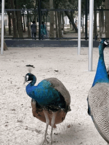 a peacock standing in the sand with a woman walking behind it