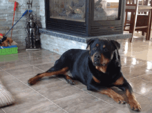 a dog laying on a tiled floor in front of a fire