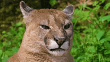a close up of a mountain lion 's face looking at the camera