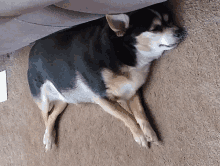 a black and brown dog laying on the floor