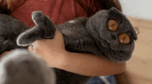 a woman is holding a scottish fold cat in her arms and it is looking at the camera .