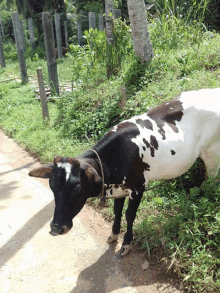 a black and white cow with a rope around its neck