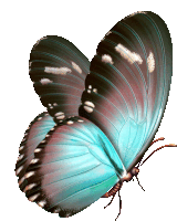 a blue and brown butterfly with white spots on its wings