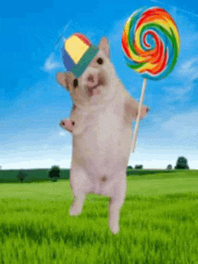 a hamster wearing a hat and holding a colorful lollipop .