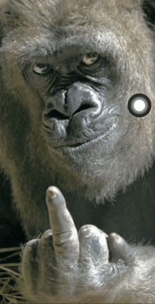 a gorilla is giving the middle finger and has a white circle around it