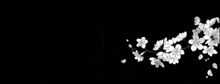 a black and white drawing of a tree branch with flowers on a black background .