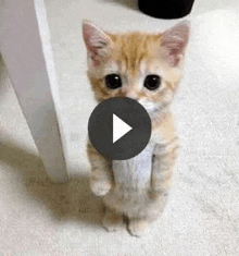 a kitten is standing on its hind legs and looking at the camera with a play button in the background .