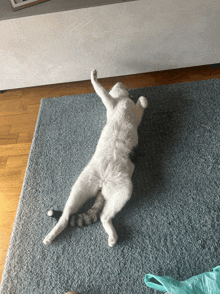 a white cat is laying on its back on a carpet