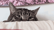 a cat peeking over a pillow with a picture of pink flowers behind it