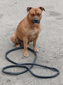 a dog with red eyes sits next to a tire