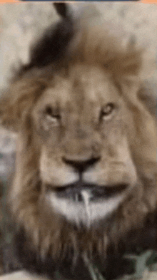 a close up of a lion 's face with a blurry background