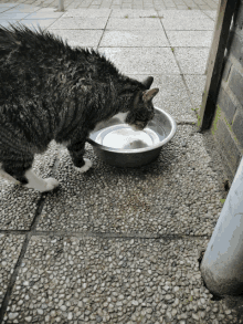 a cat is drinking water from a metal bowl on the ground